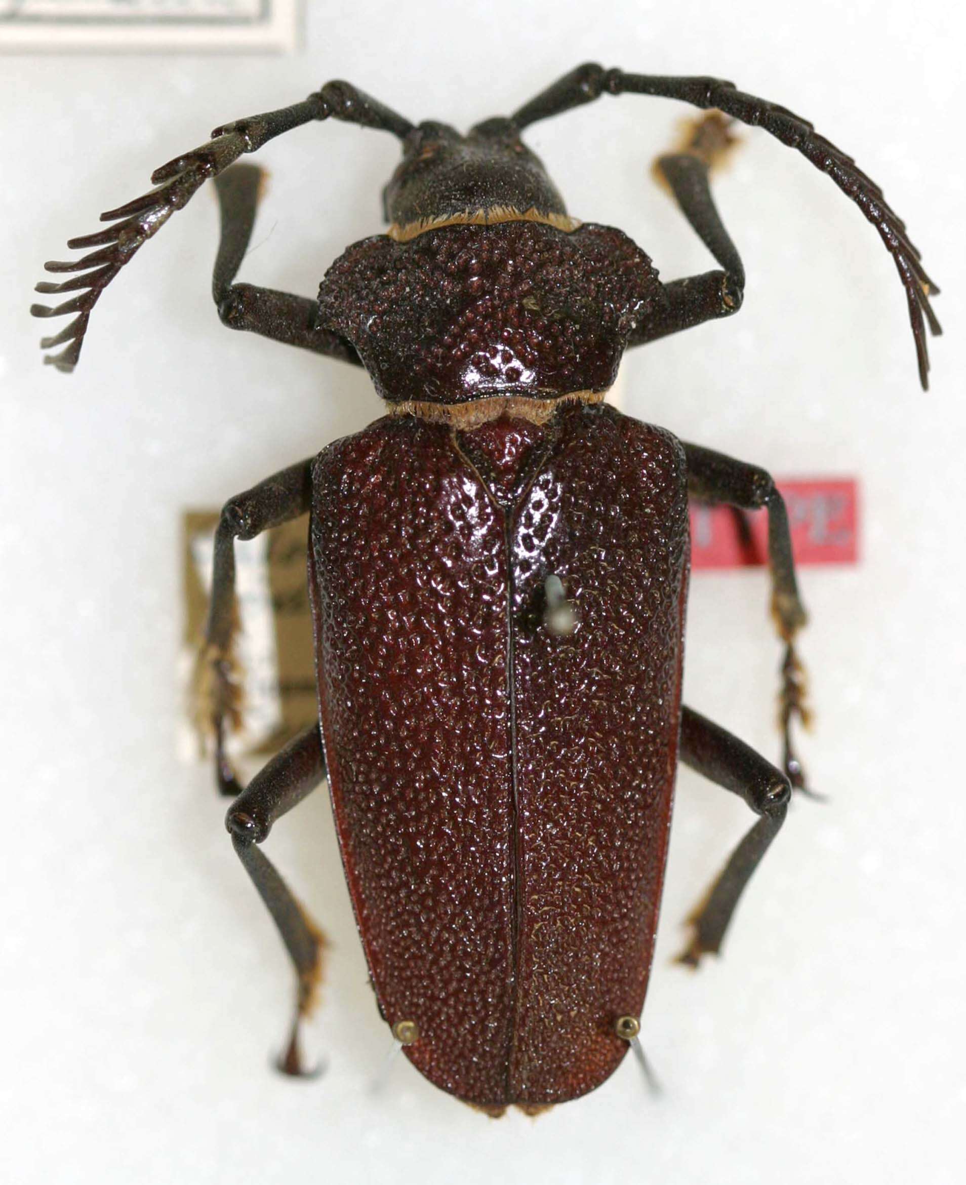 Image of Calocomus rodingeri Tippmann 1951