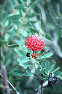 Image of New South Wales waratah