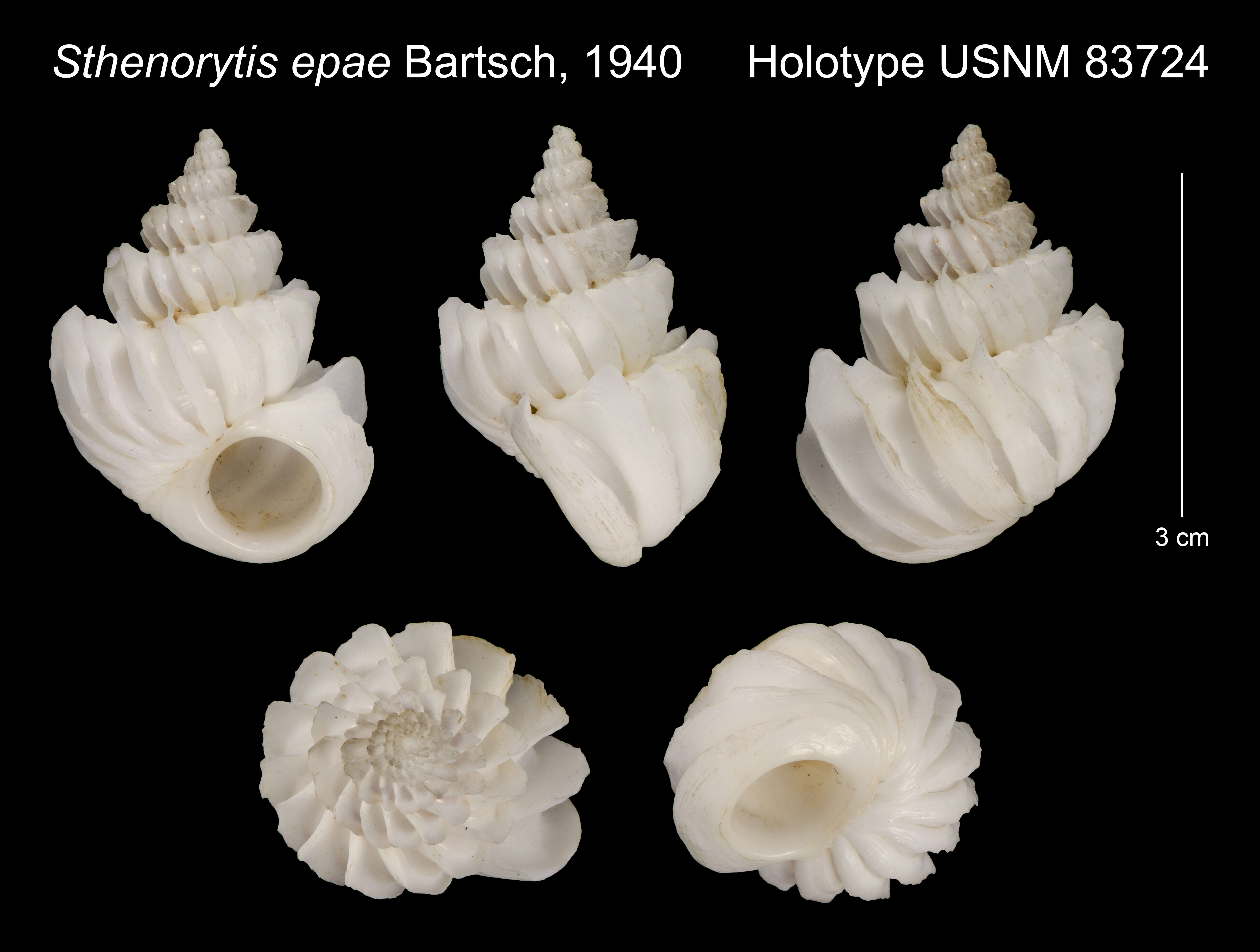Image of Sthenorytis epae Bartsch 1940