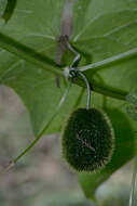 Image of Sechium P. Browne