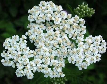 Image of yarrow, milfoil