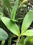 Image of Mr. Stamford’s Epidendrum