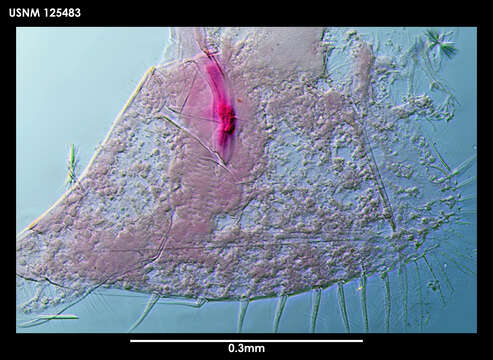 Image de Archasterope pentathrix (Kornicker 1971)