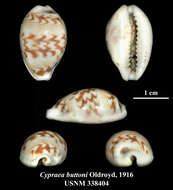 صورة Palmadusta diluculum (Reeve 1845)