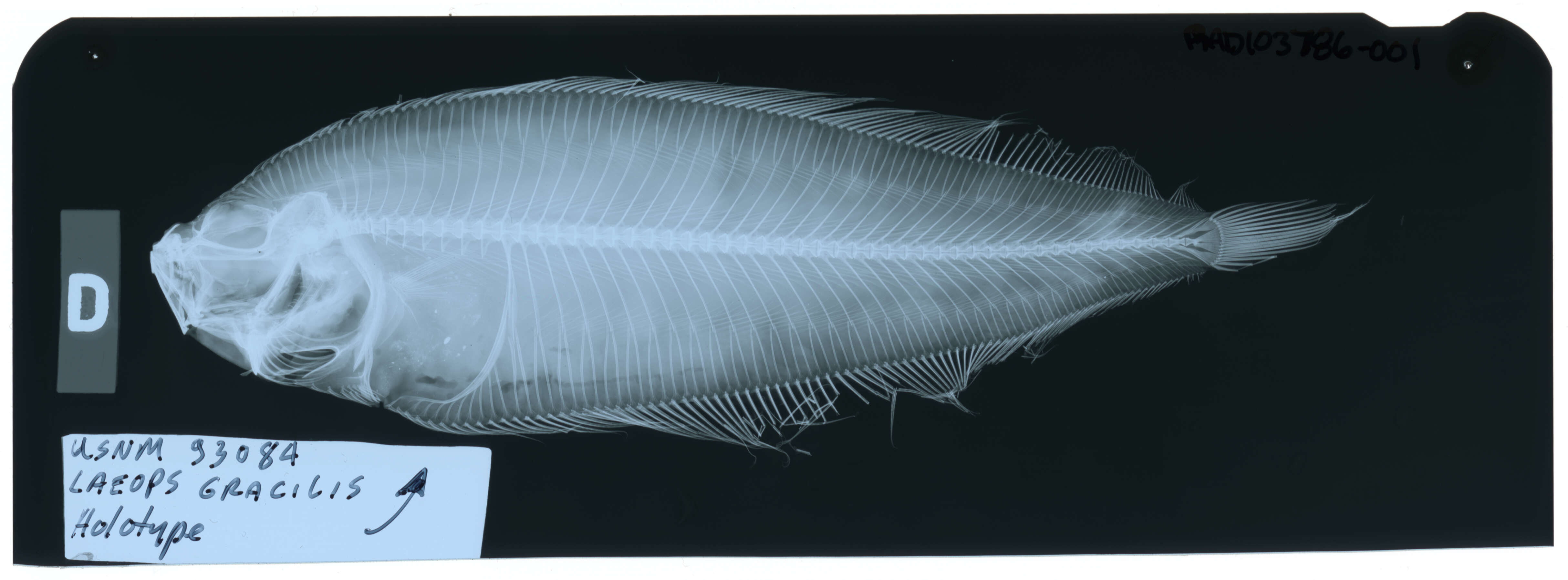 Image of Philippine slender flounder