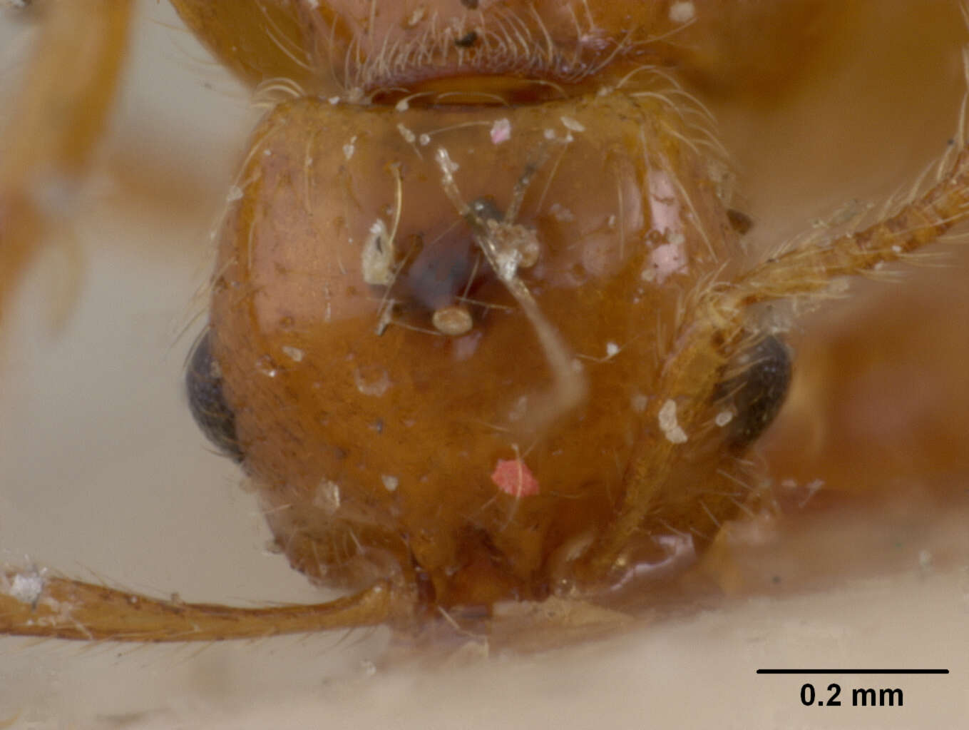 Imagem de Solenopsis succinea Emery 1890