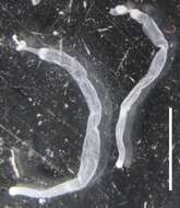 Image of Apolemia lanosa Siebert, Pugh, Haddock & Dunn 2013