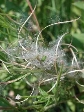 Image of fringed willowherb