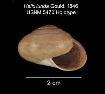 Image of Helix lurida Gould
