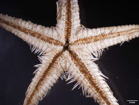 Image of Astropecten antillensis Lütken 1859