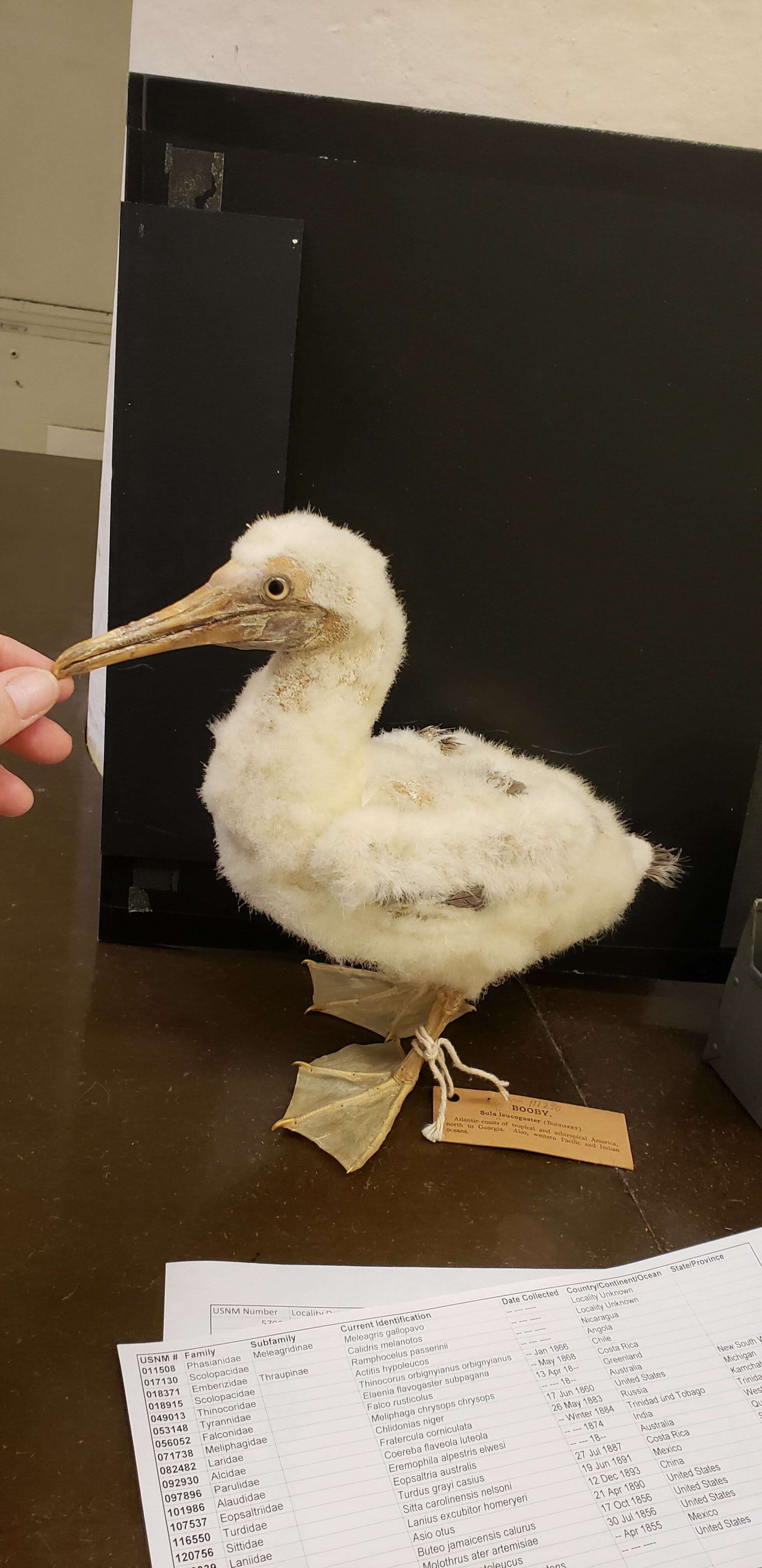 Image of Brown Booby