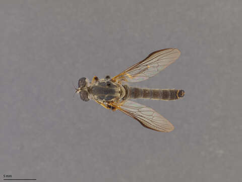 Image of Ommatius ouachitensis Bullington & Lavigne 1984