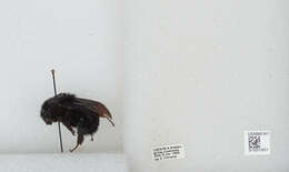 Image of Bombus pullatus Franklin 1913