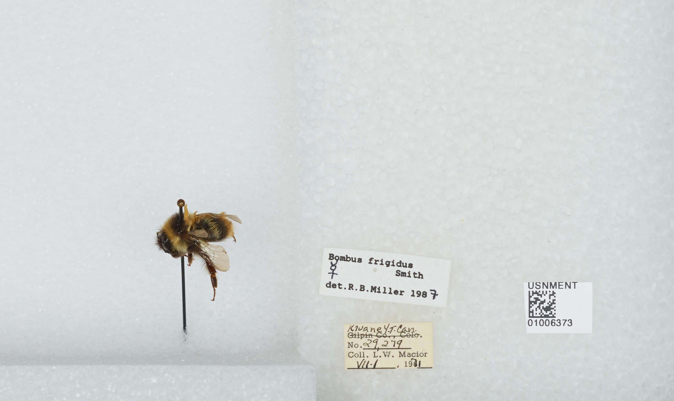 Image of Frigid Bumble Bee