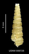 Слика од Eumetula dilecta (Thiele 1912)