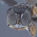 Imagem de Crossocerus elongatulus (Vander Linden 1829)