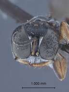 Imagem de Crossocerus elongatulus (Vander Linden 1829)