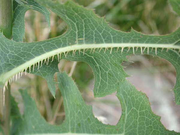 Image of garden lettuce