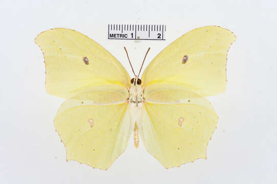 Image of Yellow Angled-Sulphur