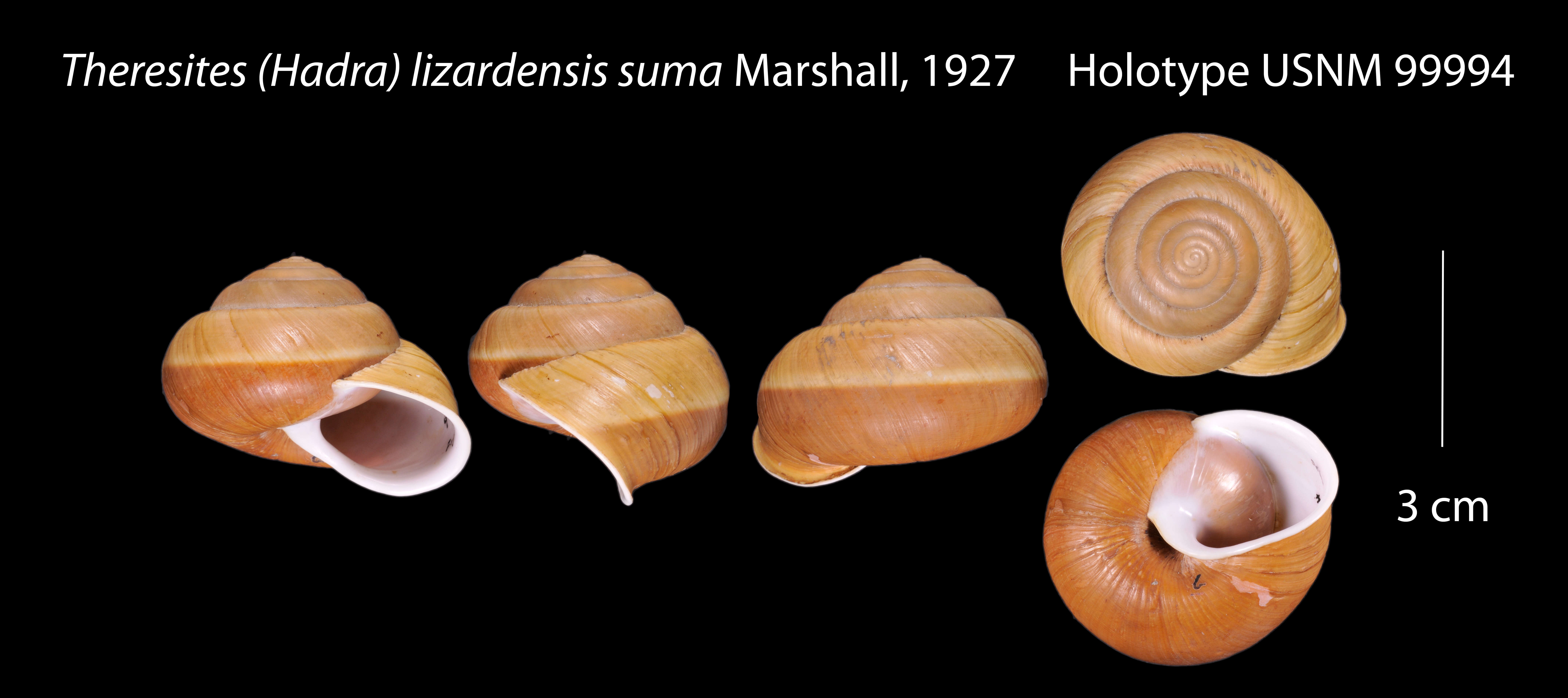 Image of Thersites lizardensis suma Marshall 1927