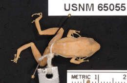 Image of Common Chirping Frog