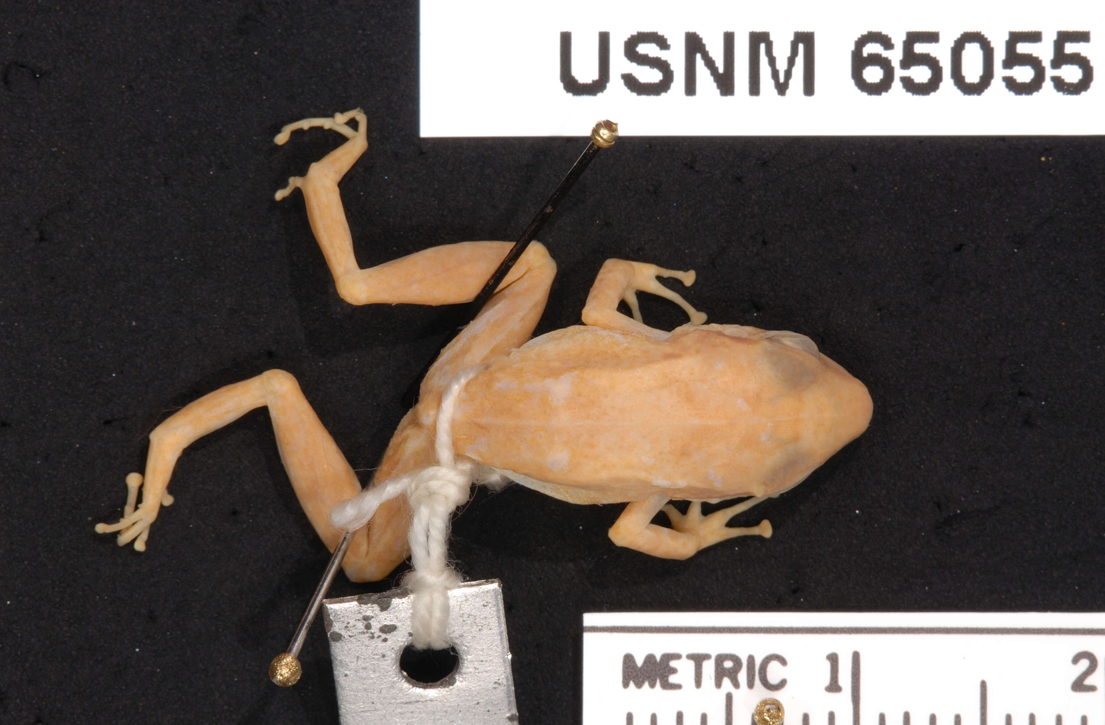 Sivun Eleutherodactylus abbotti Cochran 1923 kuva