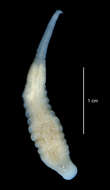Image of <i>Trachelobdella australis</i>