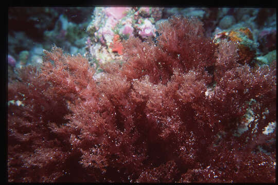 Image of Halymenia maculata