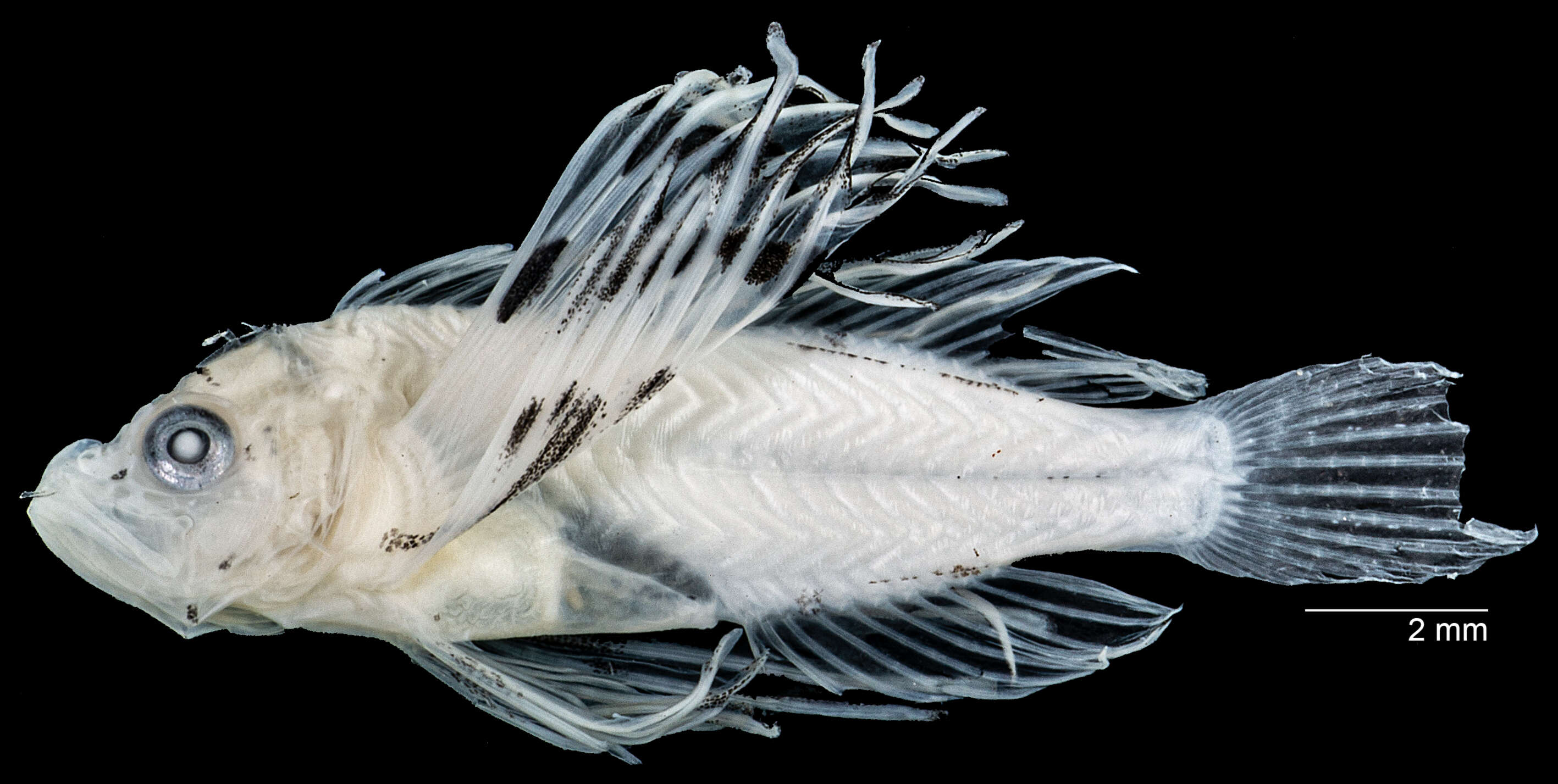 Image of Common lionfish