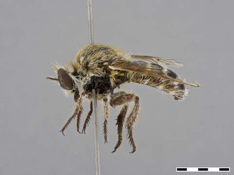 Image of Acnephalomyia Londt 2010