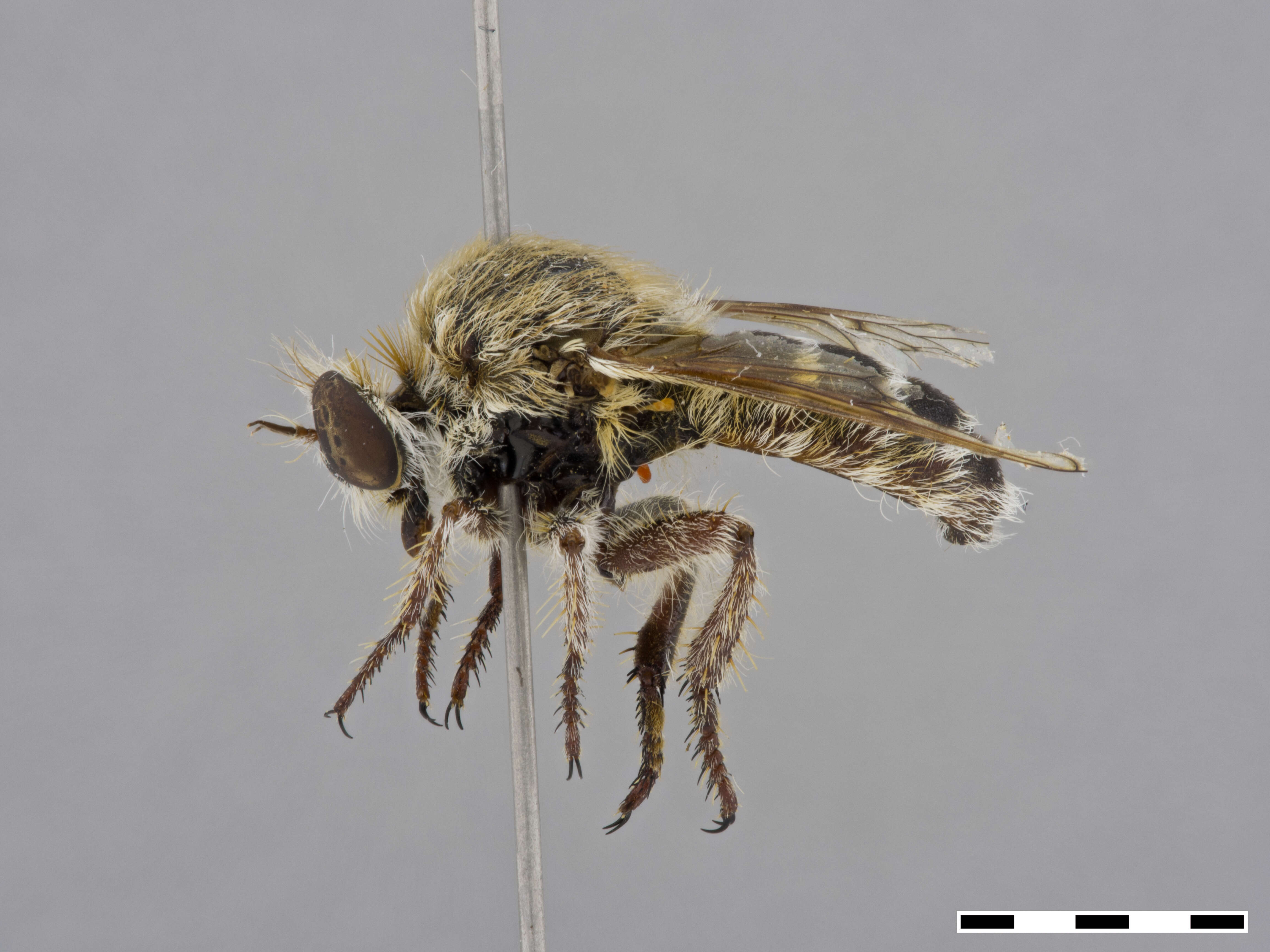 Image of Acnephalomyia