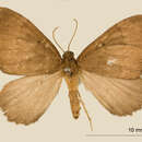 Image of Larentia pauletina Dognin 1900