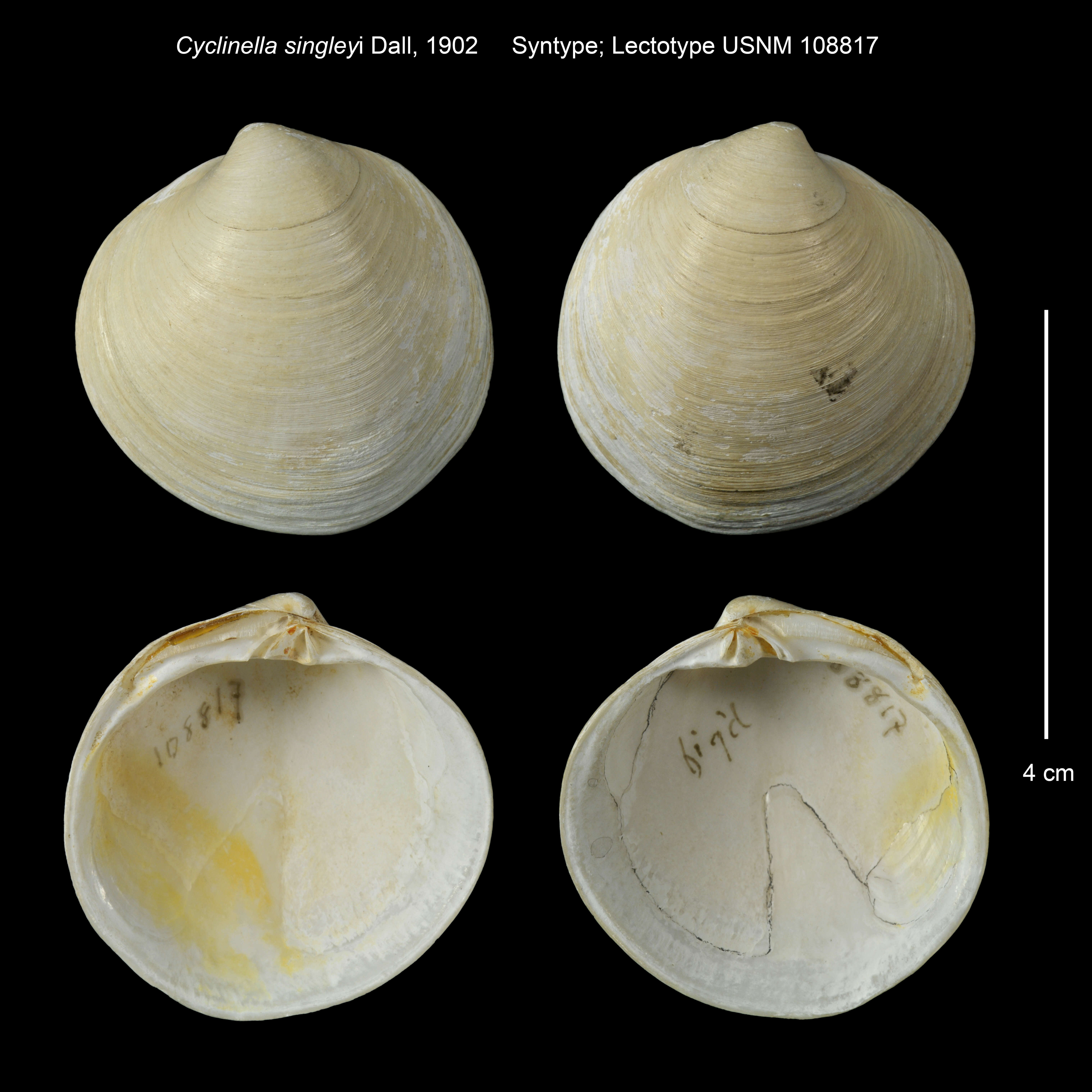 Image de Cyclinella producta (Carpenter 1856)