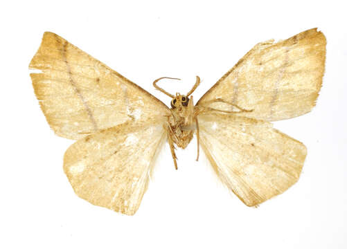Image of Metanema ugallia Dyar 1912