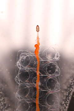 Image of Siphonophora