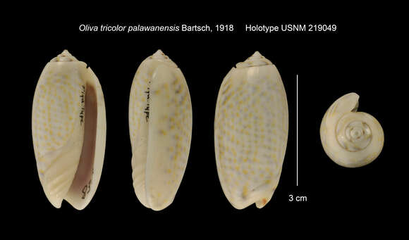 Plancia ëd <i>Oliva tricolor palawanensis</i> Bartsch