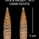 Imagem de Liocallonia infortunata parva C. Torre & Bartsch 1972