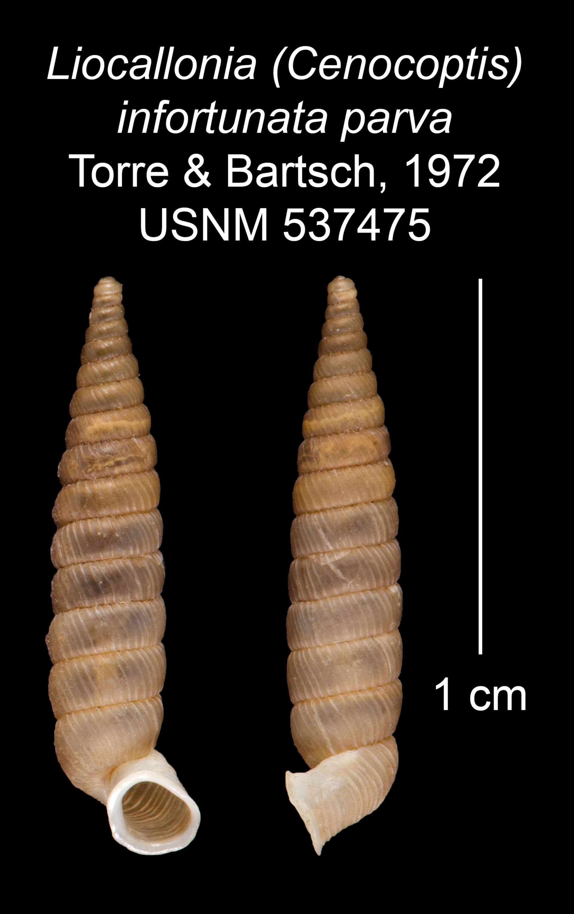 Plancia ëd Liocallonia infortunata parva C. Torre & Bartsch 1972