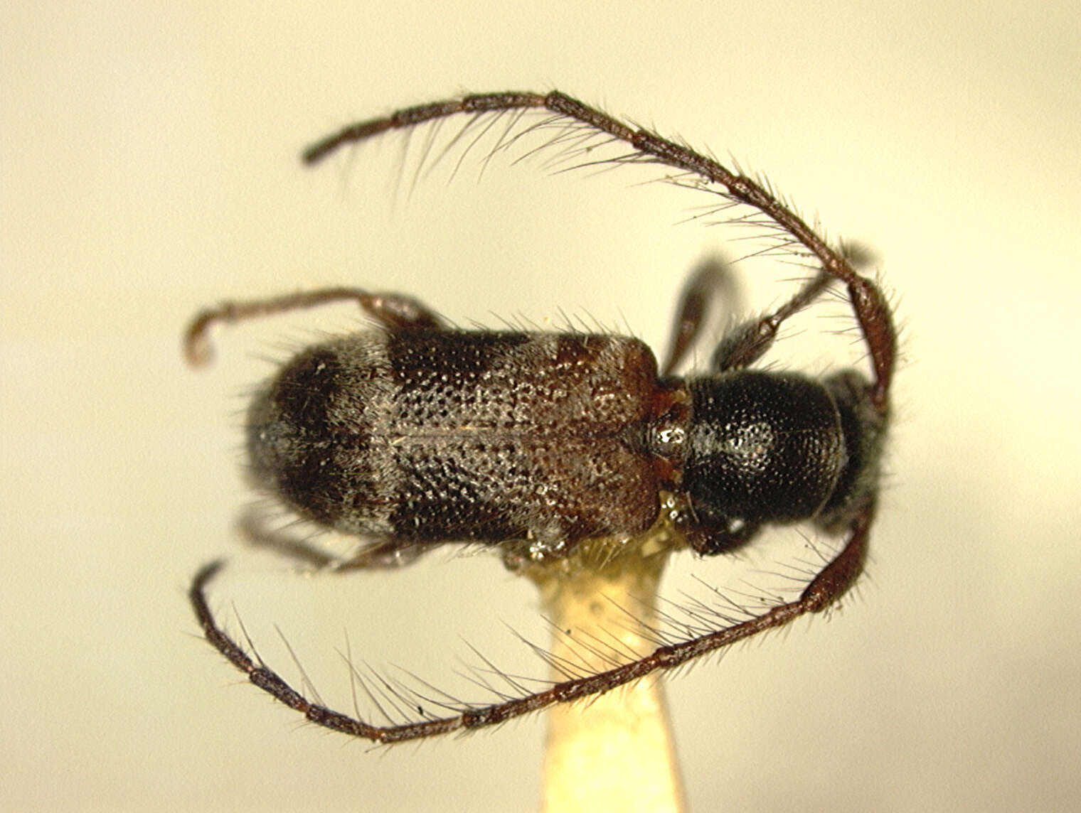 Image of Egesina setosa (Gressitt 1937)