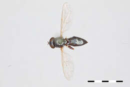 Image of Neoascia distincta Williston 1887