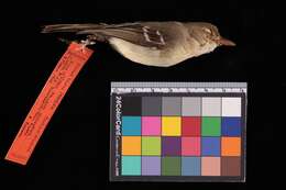 Image of Vireo pallens nicoyensis Parkes 1990