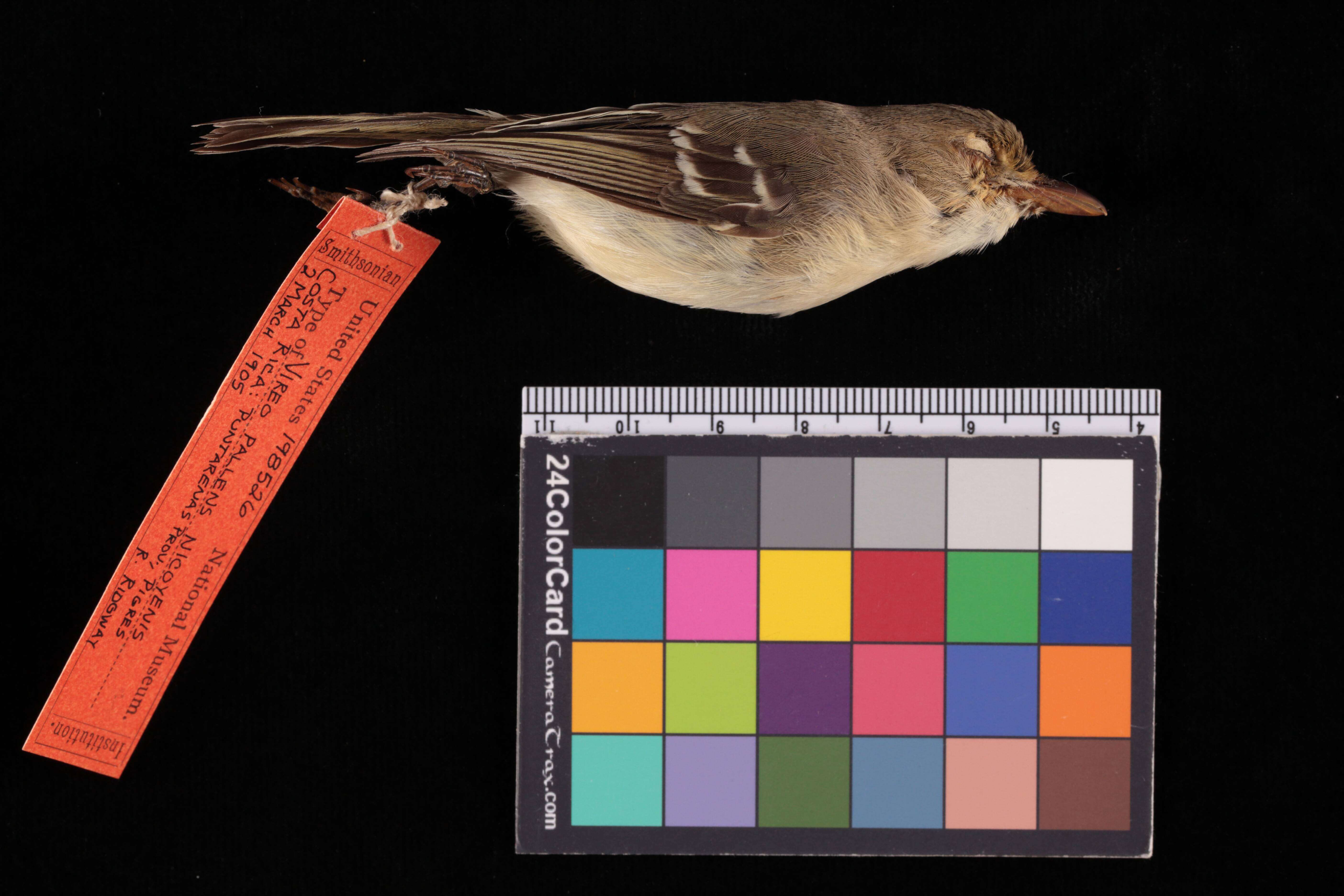 Image of Vireo pallens nicoyensis Parkes 1990