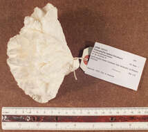 Image of Colpophyllia Milne Edwards & Haime 1848