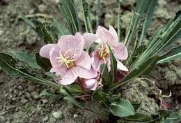 Image of Oenothera cespitosa subsp. cespitosa