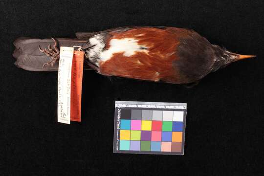 Image of Turdus swalesi swalesi (Wetmore 1927)