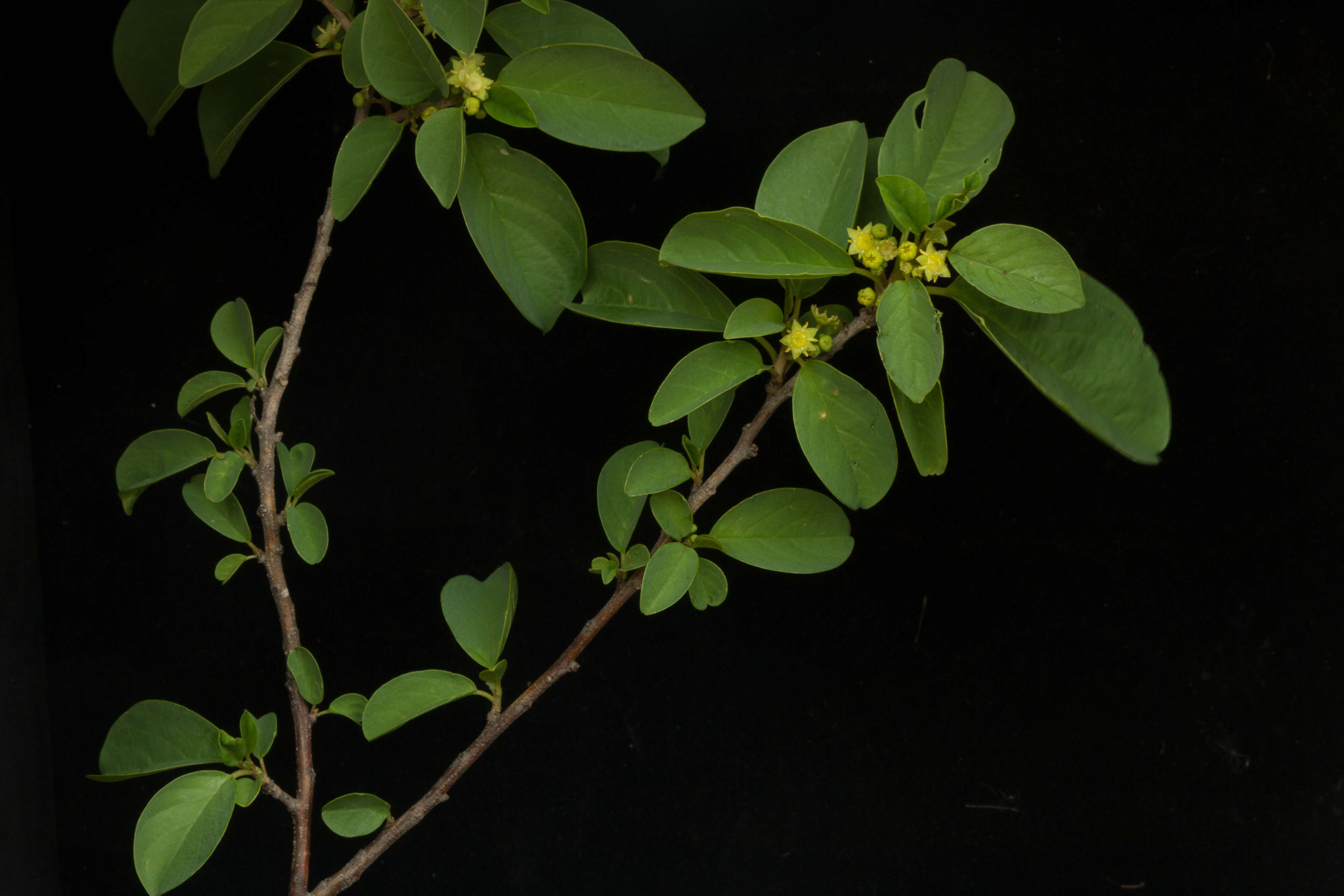 Image de Colubrina elliptica (Sw.) Briz. & W. L. Stern