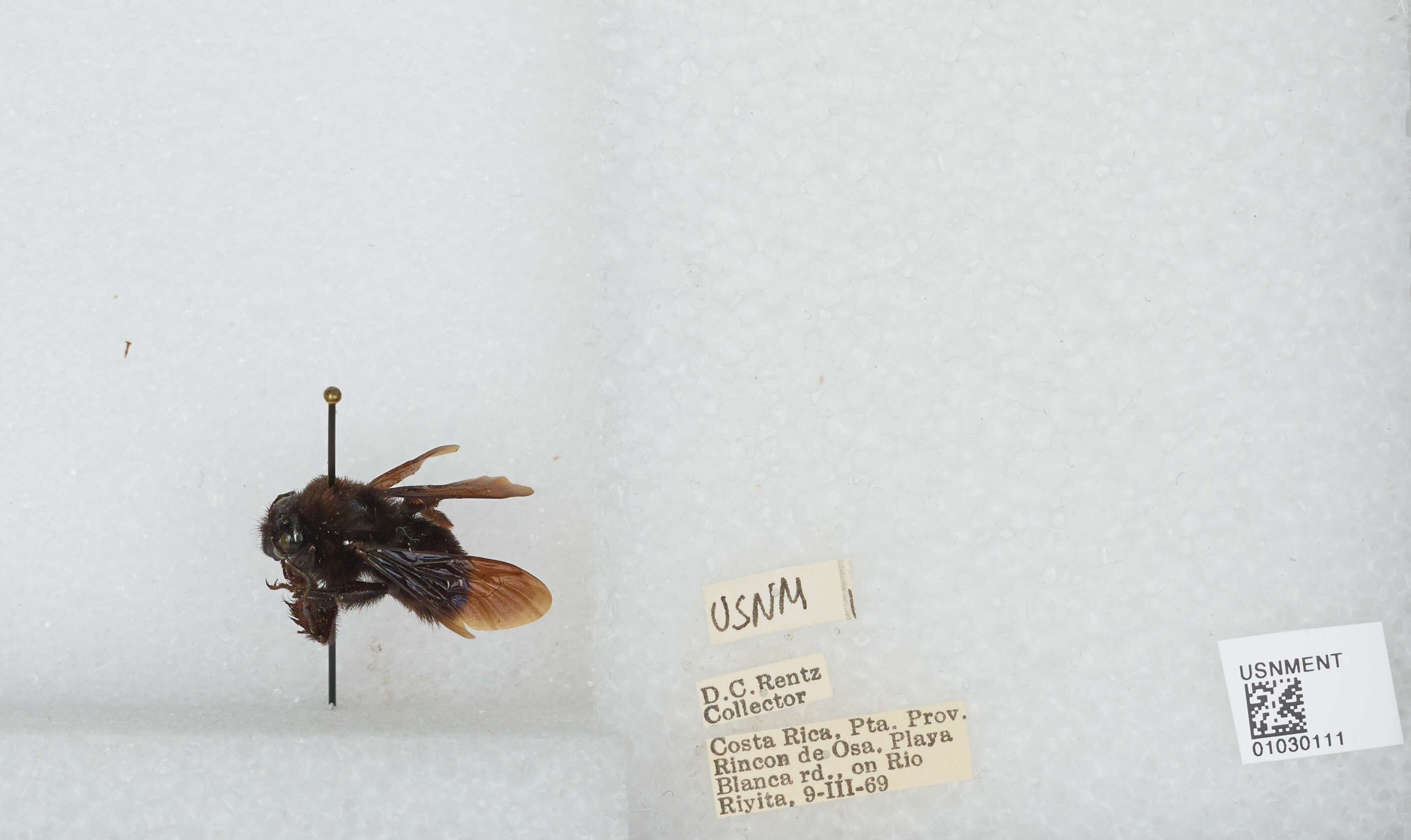 Image of Bombus pullatus Franklin 1913