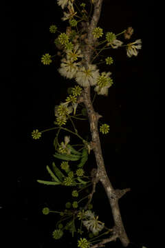 Sivun Havardia campylacanthus (L. Rico & M. Sousa) Barneby & J. W. Grimes kuva