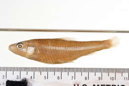 Image of Short Barbel Gudgeon