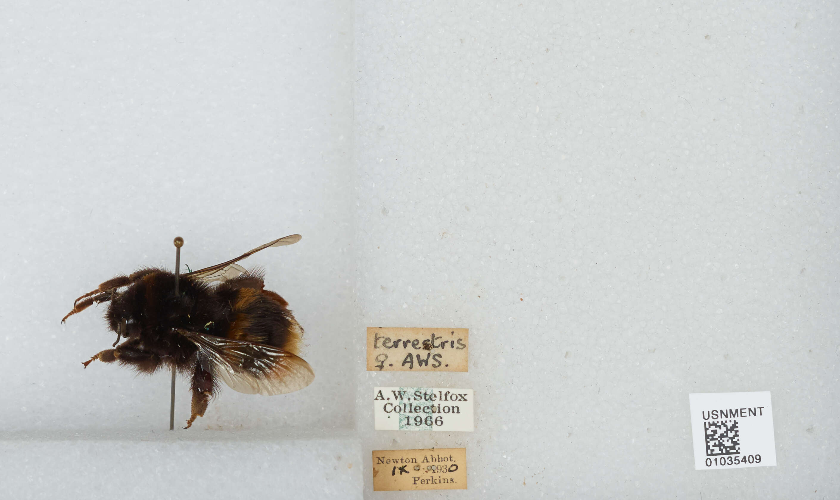 Image of Buff-tailed bumblebee